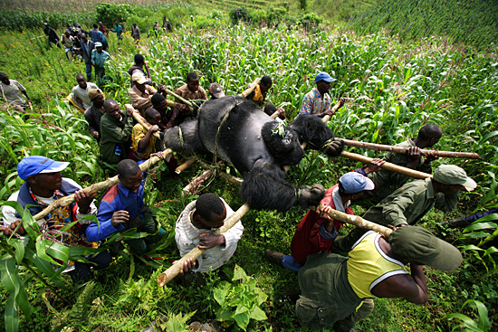 12brent_stirton.jpg